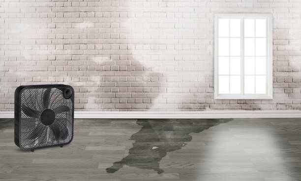 Best Water damage restoration process  in Brighton, AL